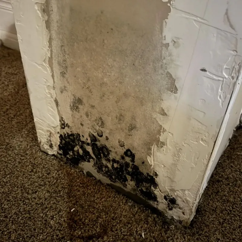 Professional Mold Removal in Los Alamitos, CA